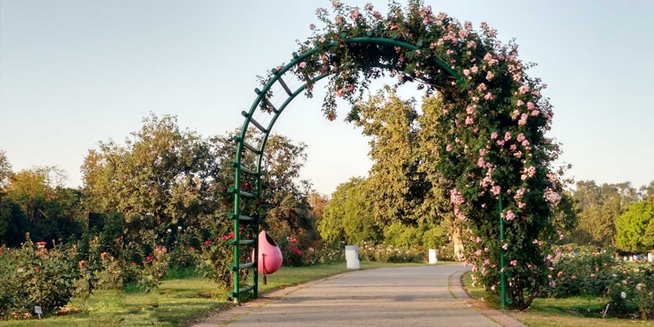 Zakir Hussain Rose Garden Chandigarh